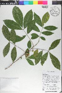 Trichilia pallida image