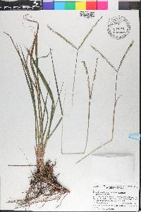 Paspalum notatum var. notatum image