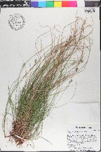 Carex nigromarginata image