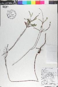 Phyllanthus buchii image