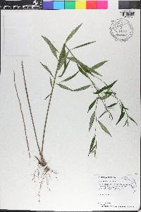 Amsonia rigida image