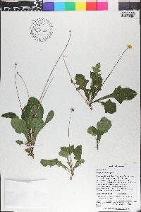 Verbesina domingensis image