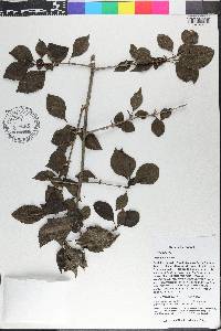 Pisonia aculeata image