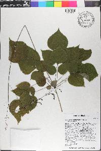 Hylodesmum pauciflorum image