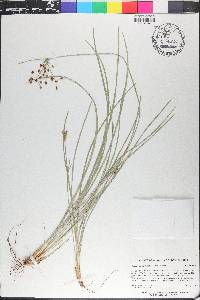 Fimbristylis caroliniana image