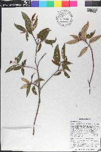Miconia angustilamina image