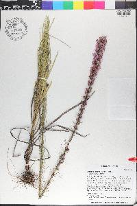 Liatris elegans image