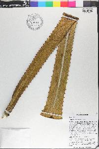 Furcraea tuberosa image
