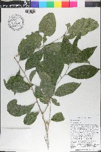 Drypetes alba image