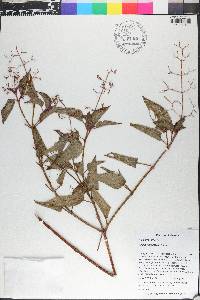 Aciotis indecora image
