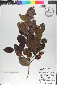 Ilex macfadyenii image