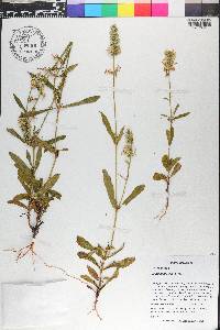 Coutoubea spicata image