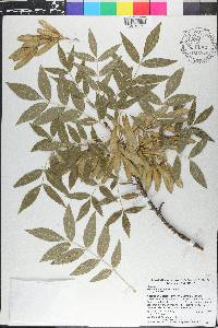 Fraxinus angustifolia image