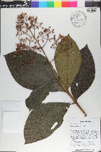 Miconia alata image