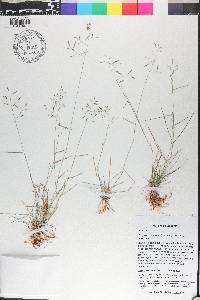 Eragrostis mexicana subsp. mexicana image