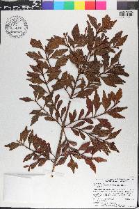 Phyllocladus aspleniifolius image