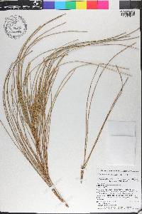 Allocasuarina decaisneana image