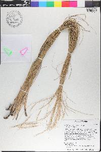 Aristida patula image