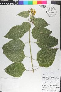 Tilesia baccata image