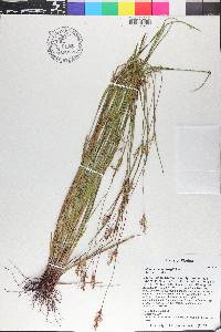 Scleria muehlenbergii image