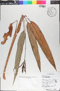 Heliconia psittacorum image