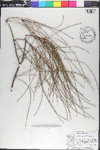 Allocasuarina verticillata image