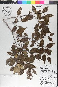 Maytenus domingensis image