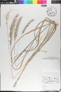 Imperata cylindrica image