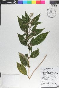 Chaetogastra longifolia image