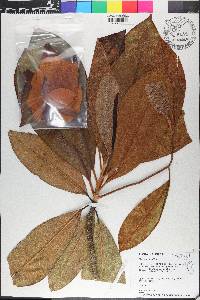 Magnolia grandiflora image