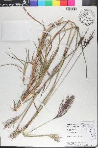 Bothriochloa bladhii image