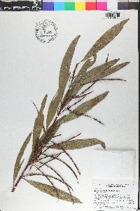 Acacia longifolia image