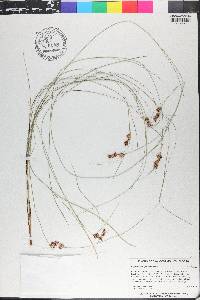 Rhynchospora plumosa image
