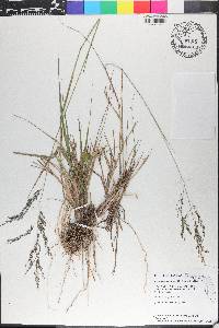 Eragrostis atrovirens image