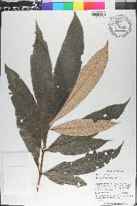 Miconia chrysophylla image
