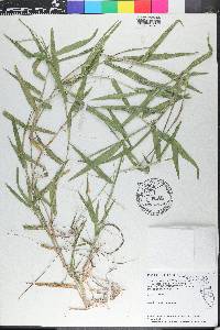 Urochloa distachya image