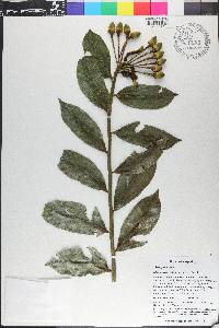 Marcgravia rectiflora image