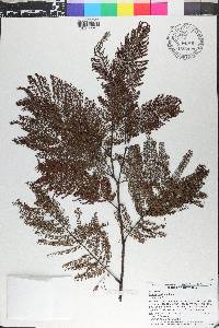 Acacia dealbata image