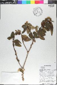 Croton azuensis image