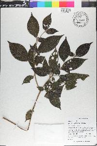 Miconia cephaloides image