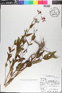 Rhexia virginica image