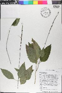 Phryma leptostachya image