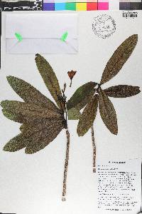 Plumeria subsessilis image