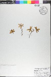 Phalaenopsis fasciata image