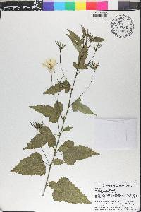 Hibiscus citrinus image