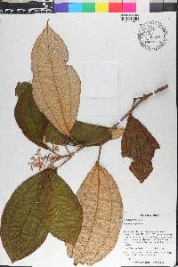 Miconia hypoleuca image