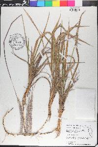 Imperata cylindrica image