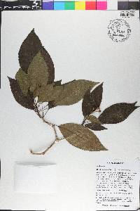 Dendropanax arboreus image