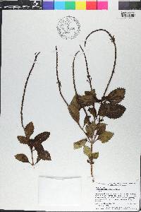 Stachytarpheta urticifolia image