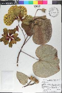 Hibiscus tiliaceus image